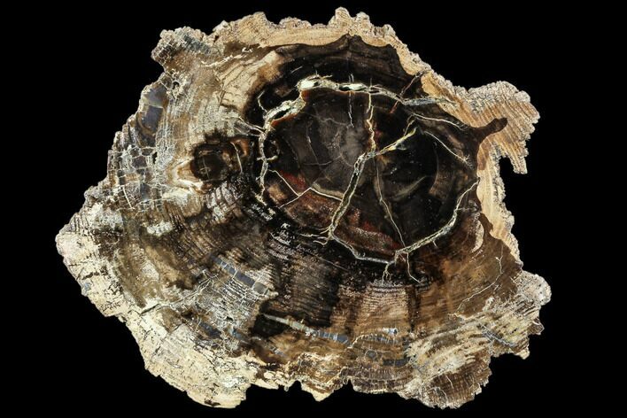 Petrified Wood (Cherry) Round - McDermitt, Oregon #104912